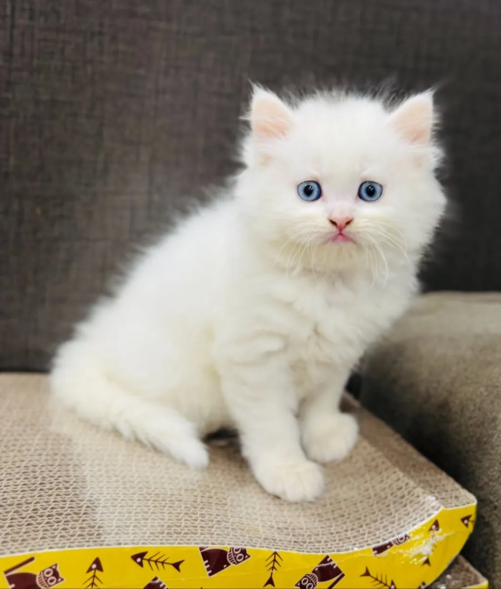 Palala blue eye persian kittens