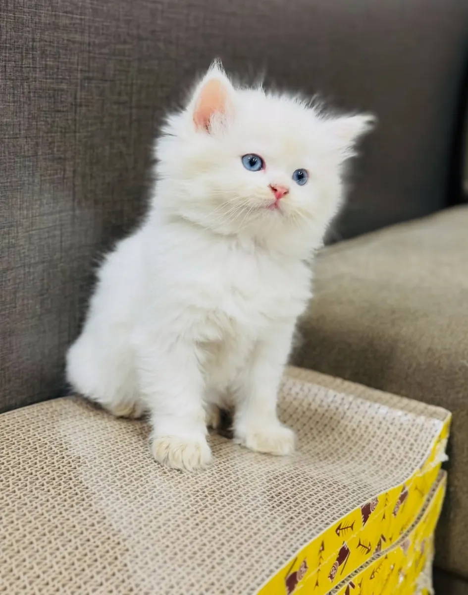 Palala blue eye persian kittens