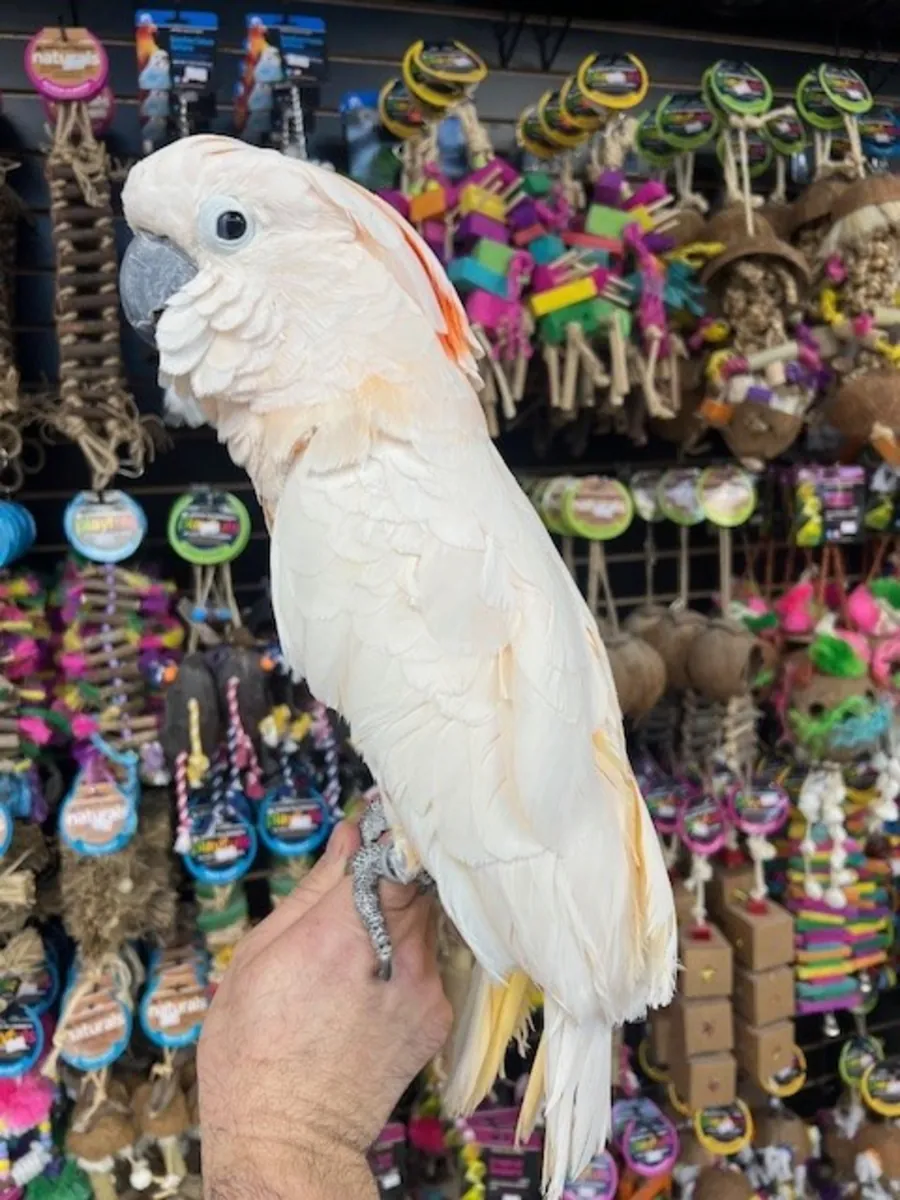 Cacatua moluccensis (Moluccan cockatoos