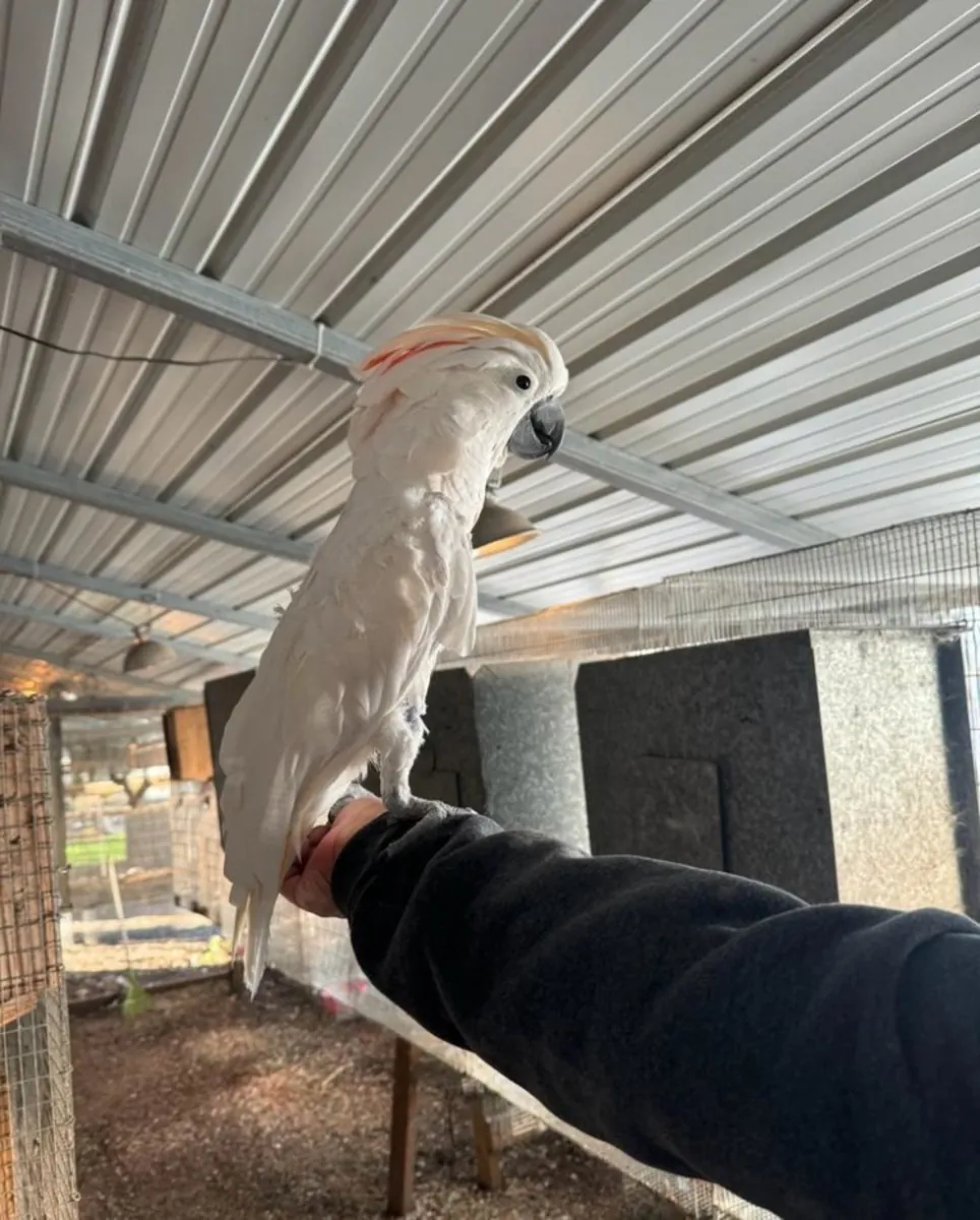 Cacatua moluccensis (Moluccan cockatoos