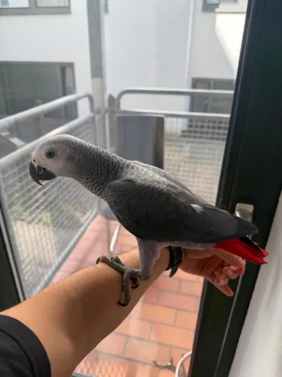 Perroquet gris mâle, perroquet apprivoisé