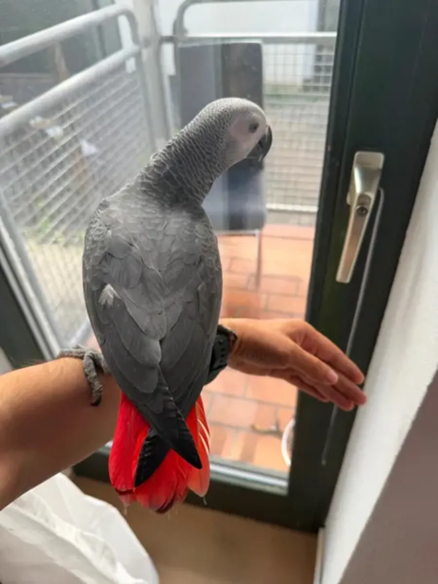 Perroquet gris mâle, perroquet apprivoisé