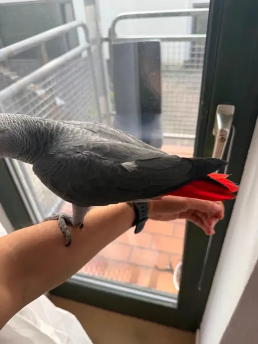 Perroquet gris mâle, perroquet apprivoisé
