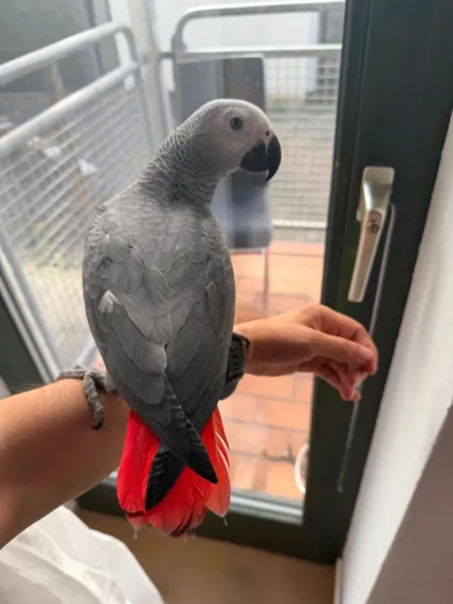 Perroquet gris mâle, perroquet apprivoisé