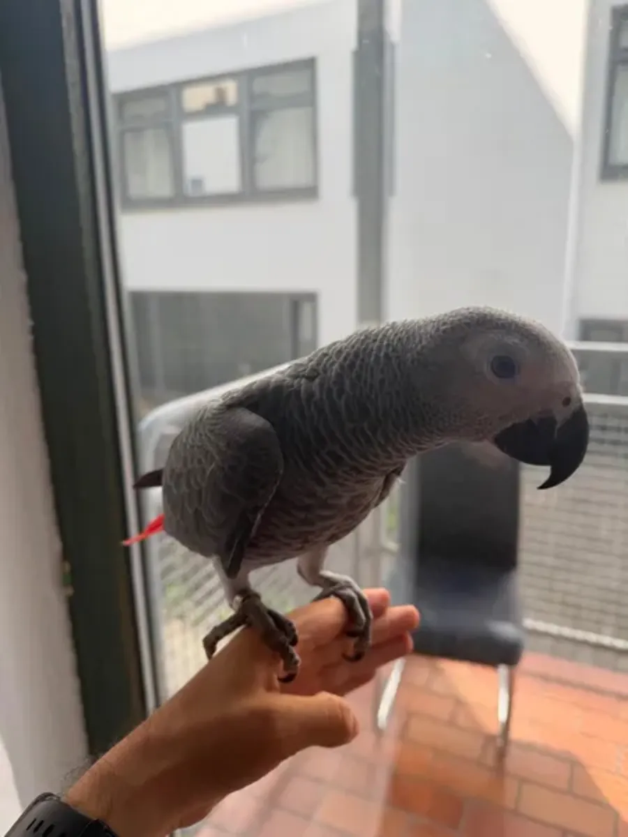 Perroquet gris mâle, perroquet apprivoisé