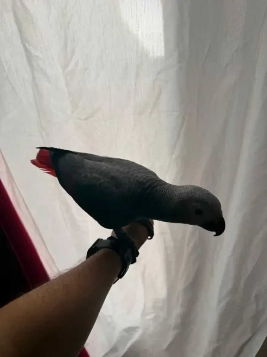 Perroquet gris mâle, perroquet apprivoisé