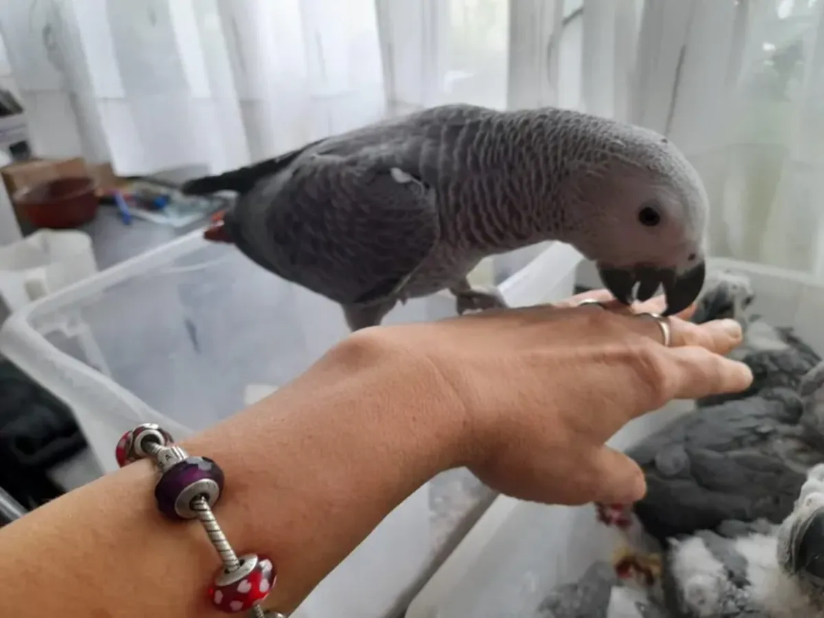 Perroquet gris élevé à la main