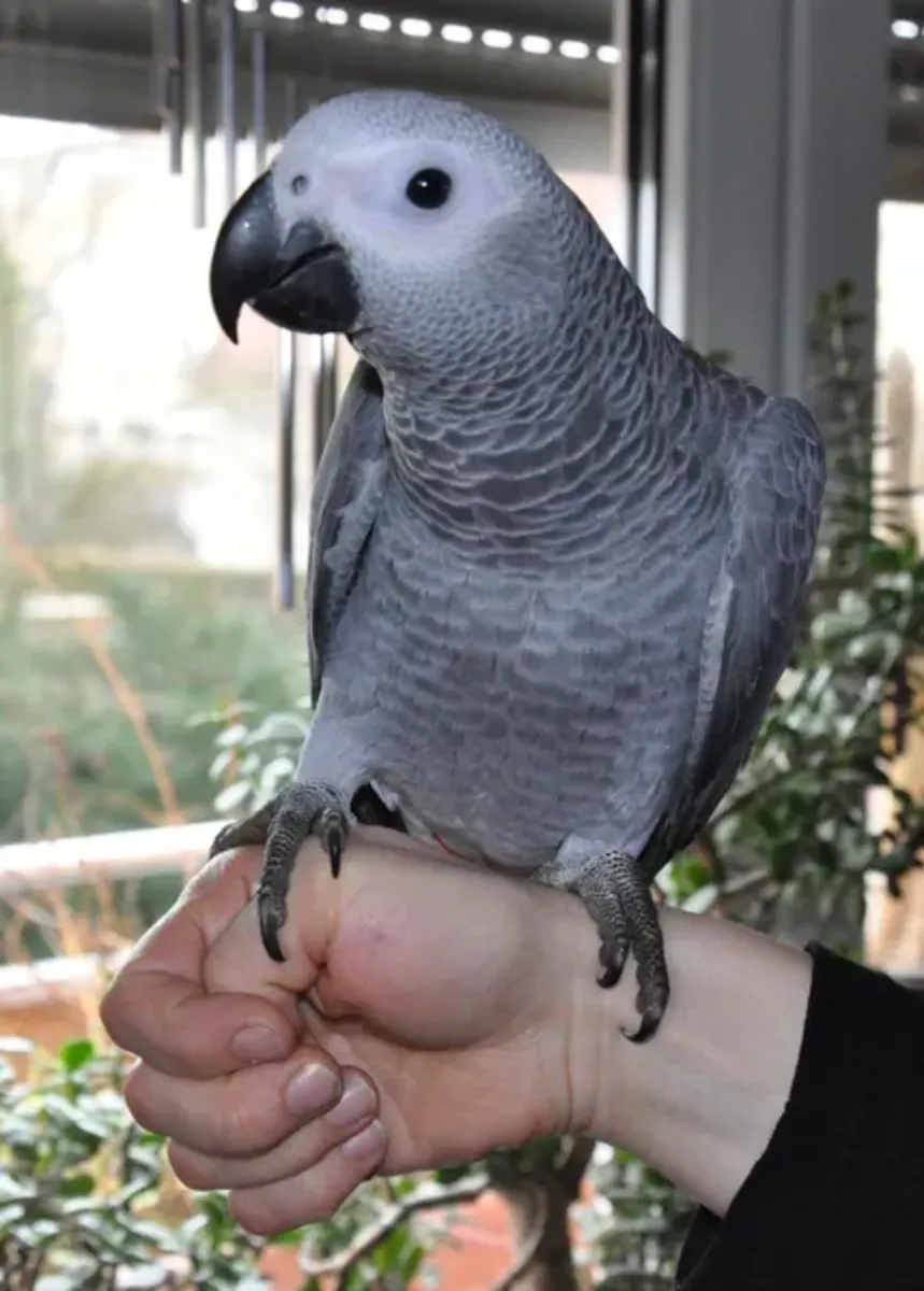 Perroquet gris élevé à la main