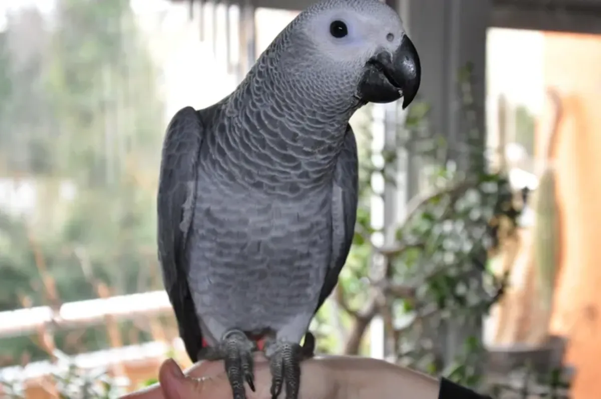 Perroquet gris élevé à la main
