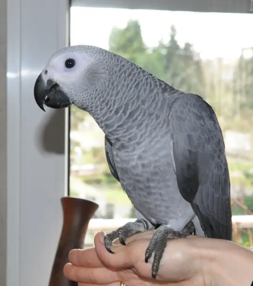 Perroquet gris élevé à la main
