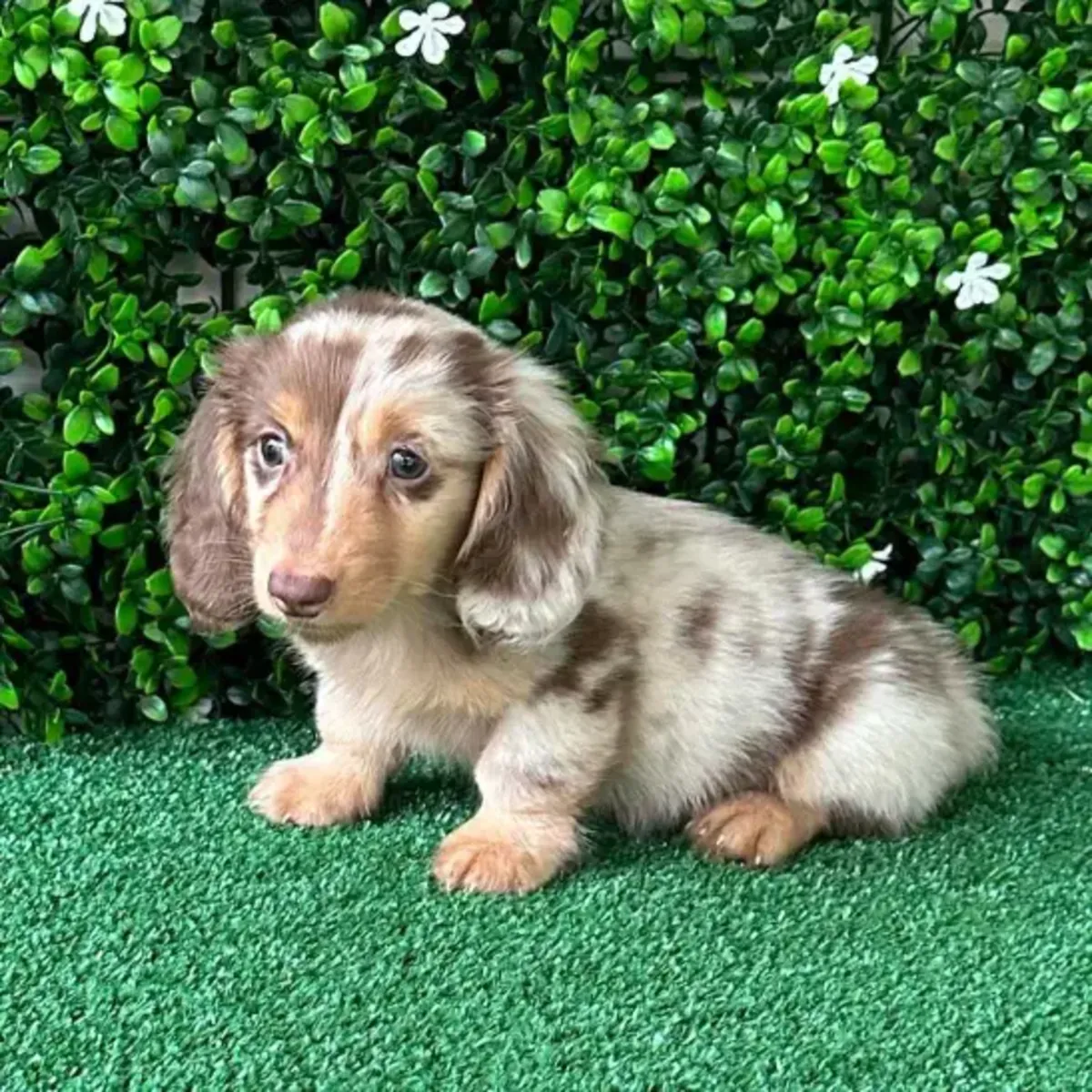 优雅的腊肠犬幼犬