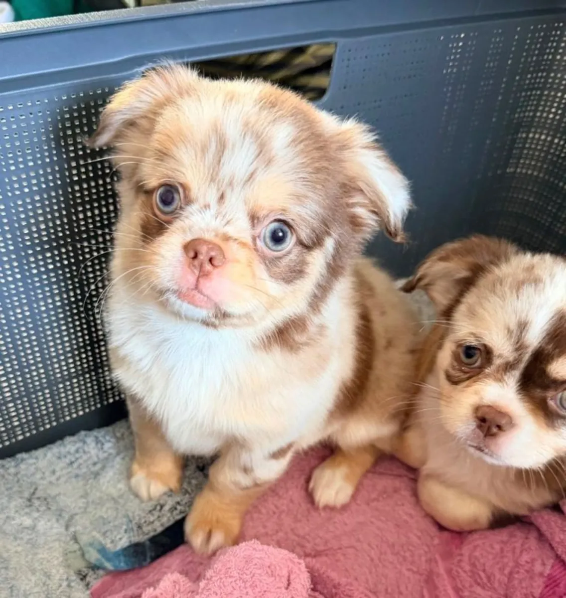 Cachorra chihuahua hembra de pelo largo