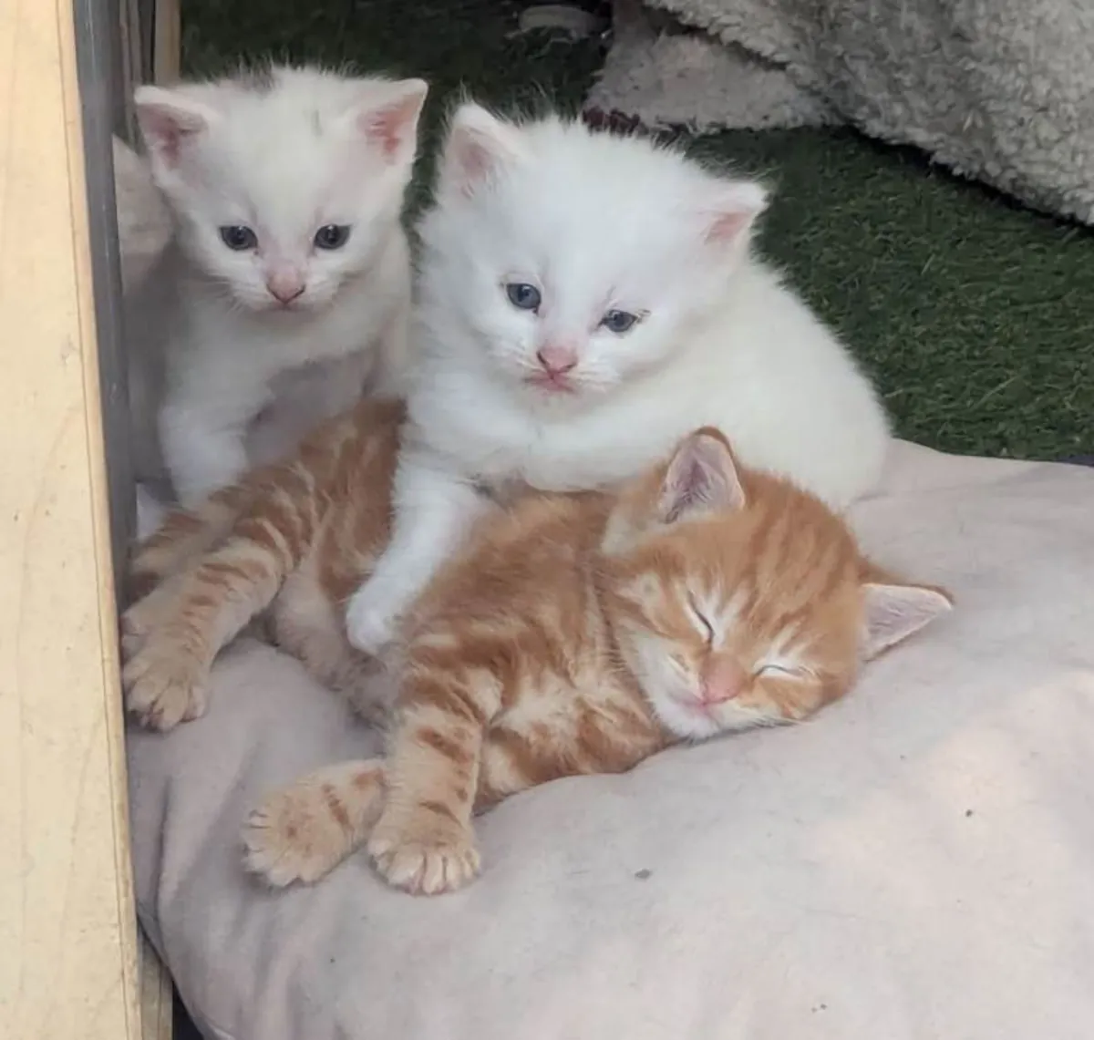 Choose a kitten - ready now