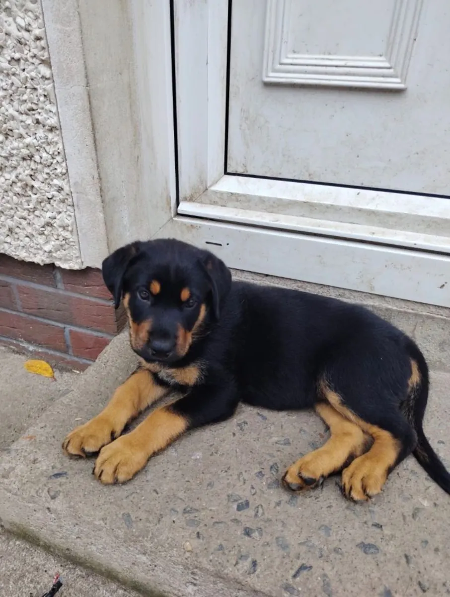 2 Rottweiller girl pups for adoption