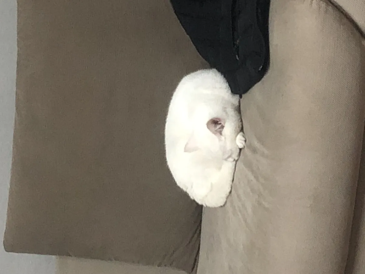 Cute British Shorthair, snow white.