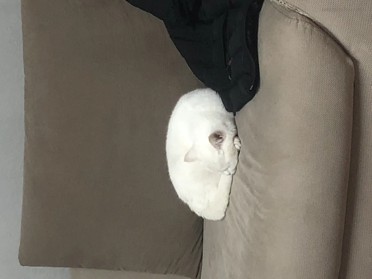 Our beloved cat, British Shorthair