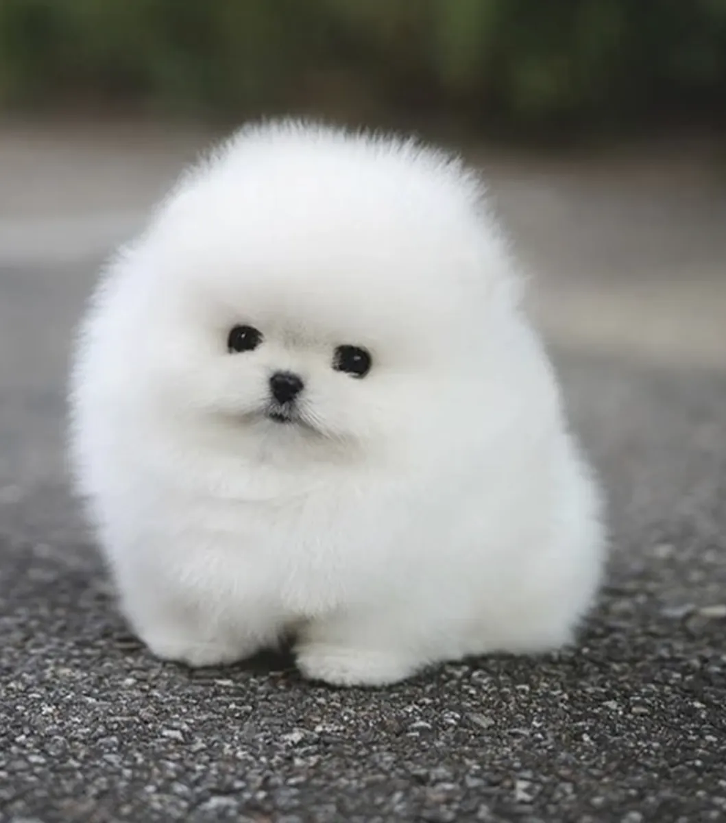 Cachorros Pomerania adorables (nacidos el 2 de junio de 2026) buscan un hogar lleno de amor.