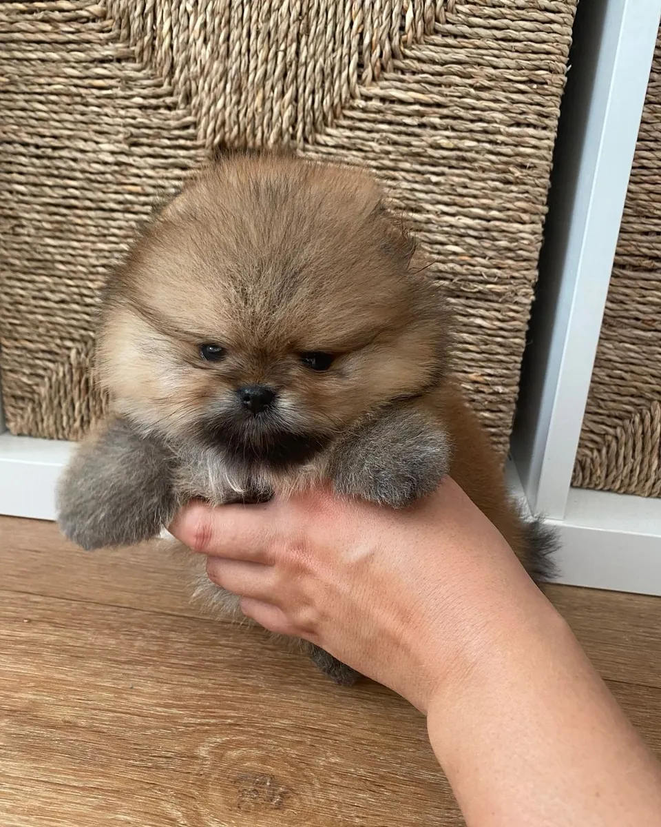 ¡SOLO QUEDAN 2 CACHORRITOS!