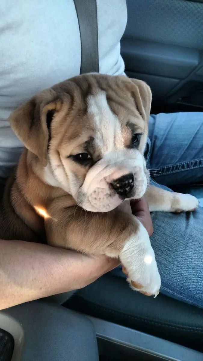 Bulldog Sahiplendirme – Uysal ve Aile Dostu