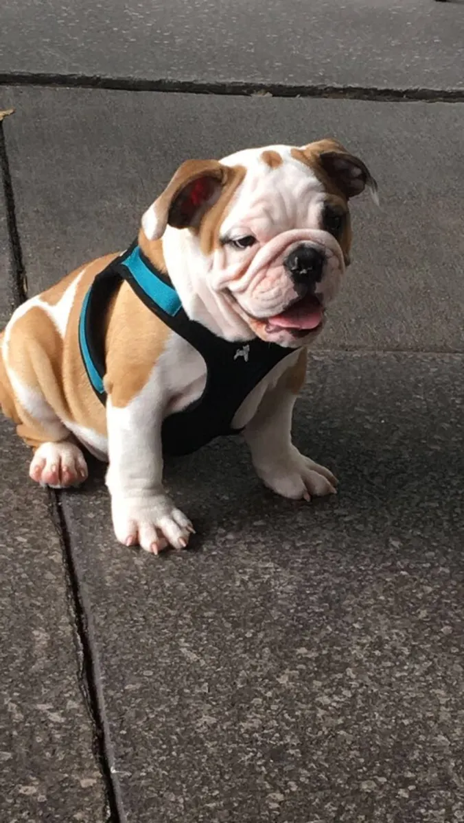 Bulldog Sahiplendirme – Uysal ve Aile Dostu