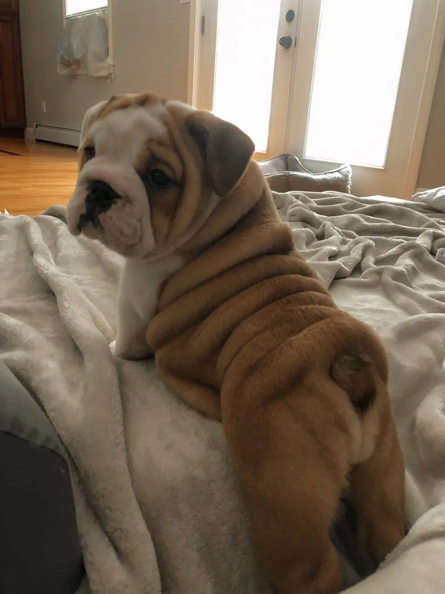 Bulldog Sahiplendirme – Uysal ve Aile Dostu