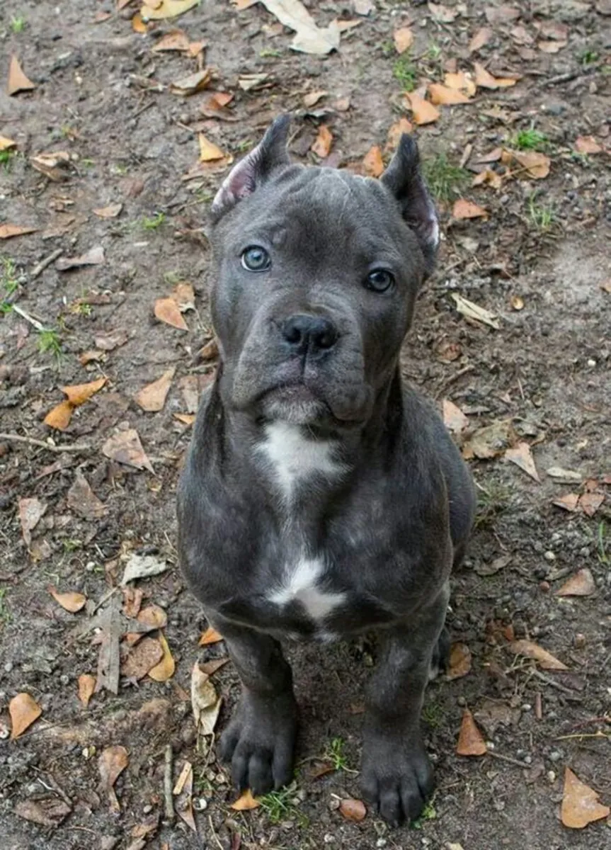 Cane Corso Satılık – Güçlü ve Koruyucu