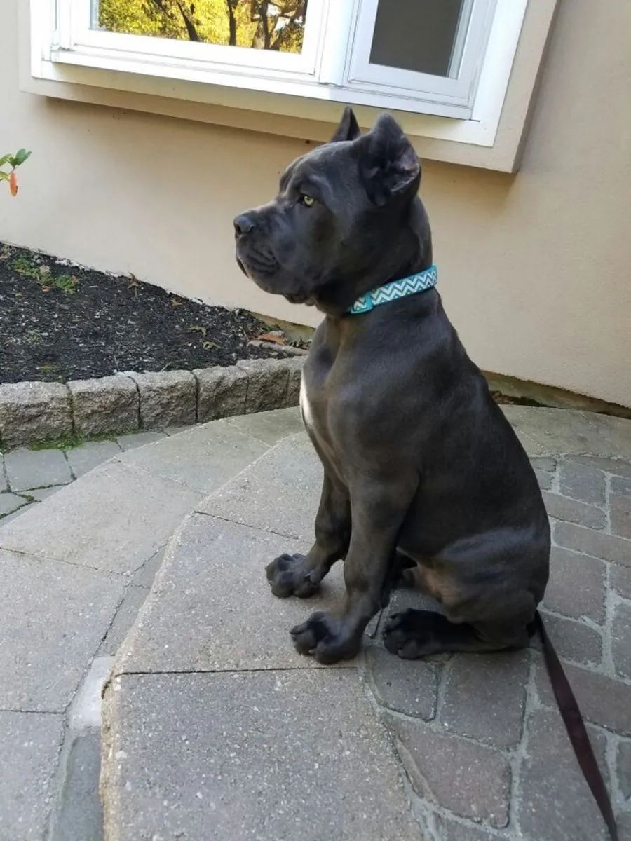 Cane Corso Satılık – Güçlü ve Koruyucu