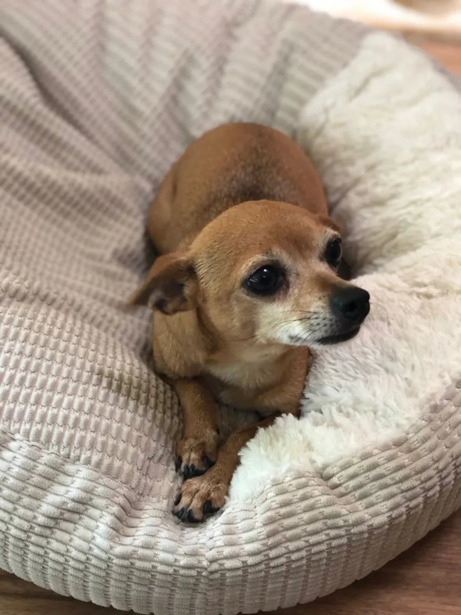 Chihuahua Satılık – Küçük Boy, Büyük Karakter