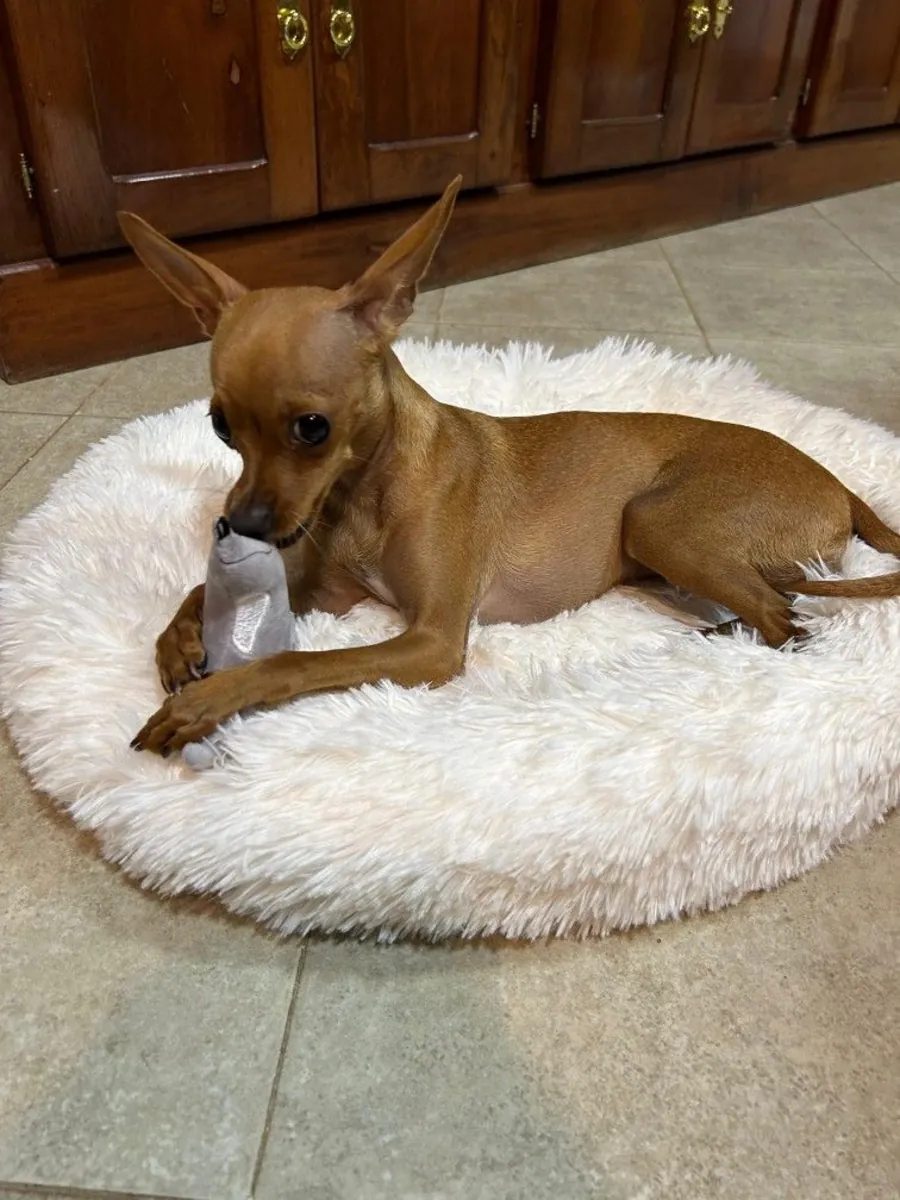 Chihuahua Satılık – Küçük Boy, Büyük Karakter