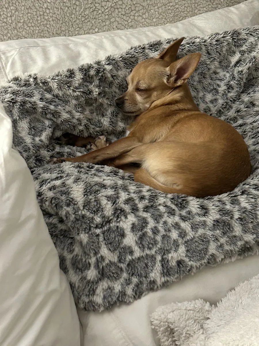 Chihuahua Satılık – Küçük Boy, Büyük Karakter