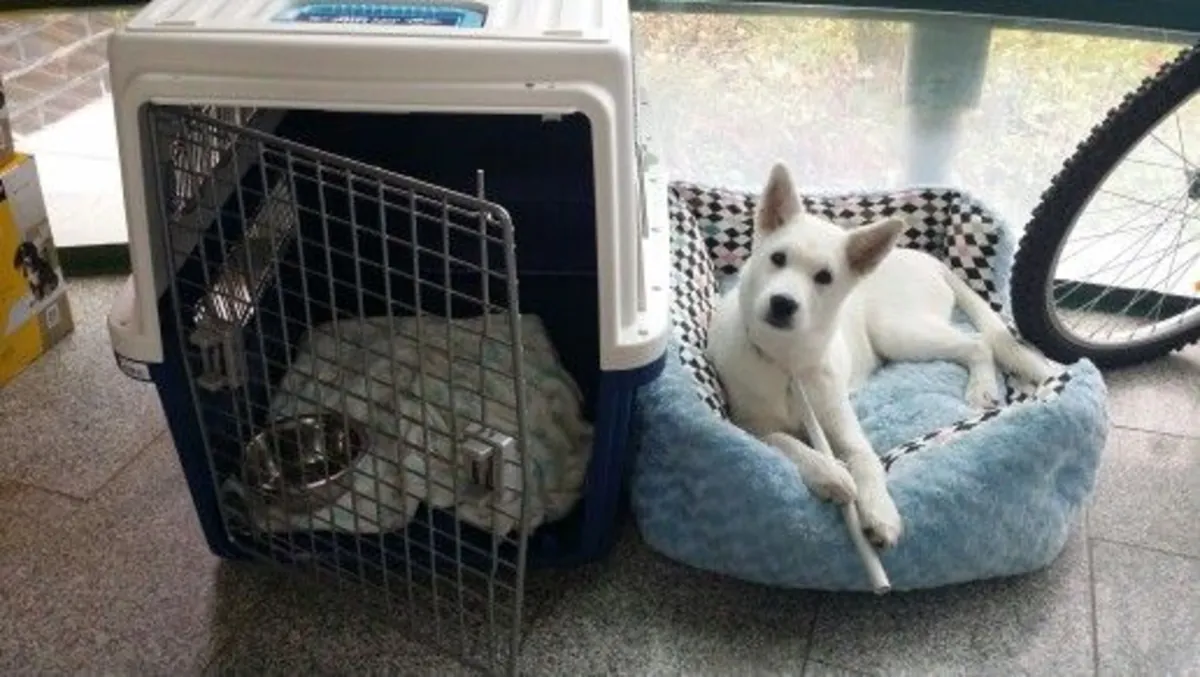 Pungsan Çiftleştirme – Dayanıklı ve Sağlıklı