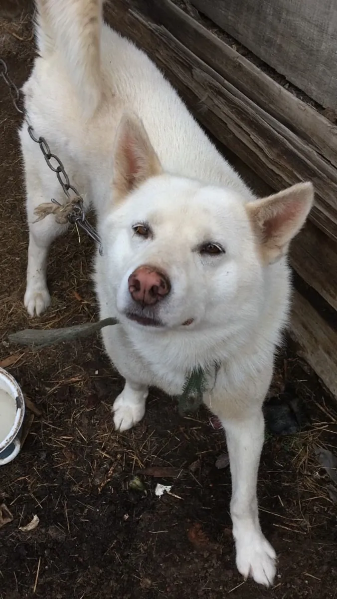 Pungsan Çiftleştirme – Dayanıklı ve Sağlıklı