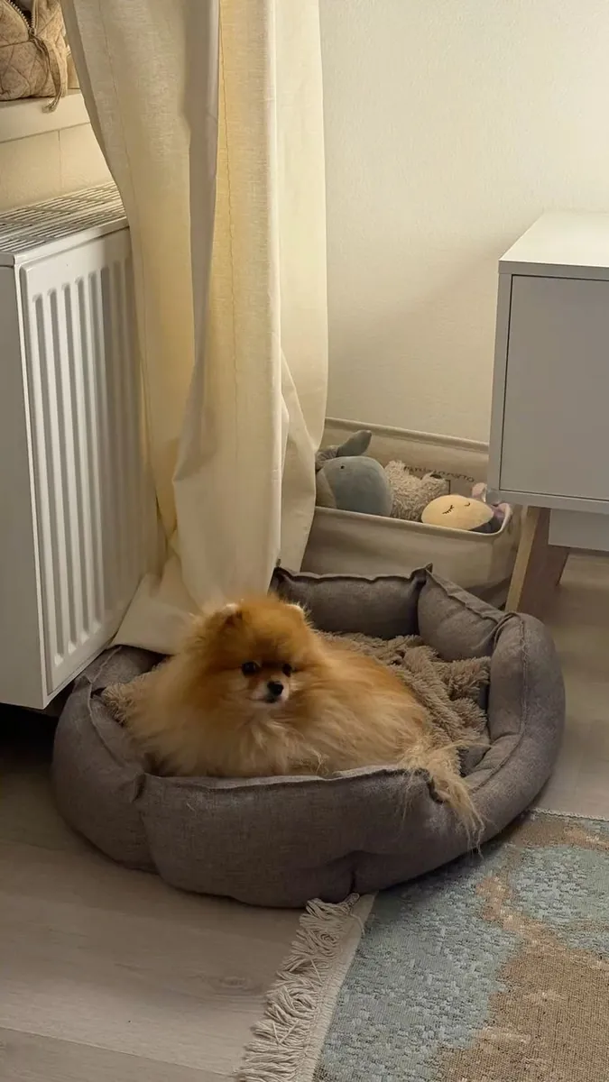 Poméranien à vendre à Istanbul | Original Boo Tip