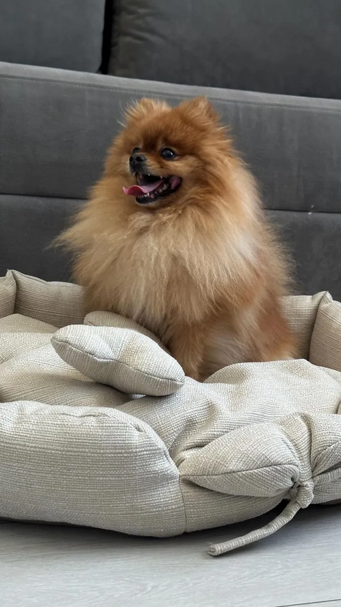 Poméranien à vendre à Istanbul | Original Boo Tip