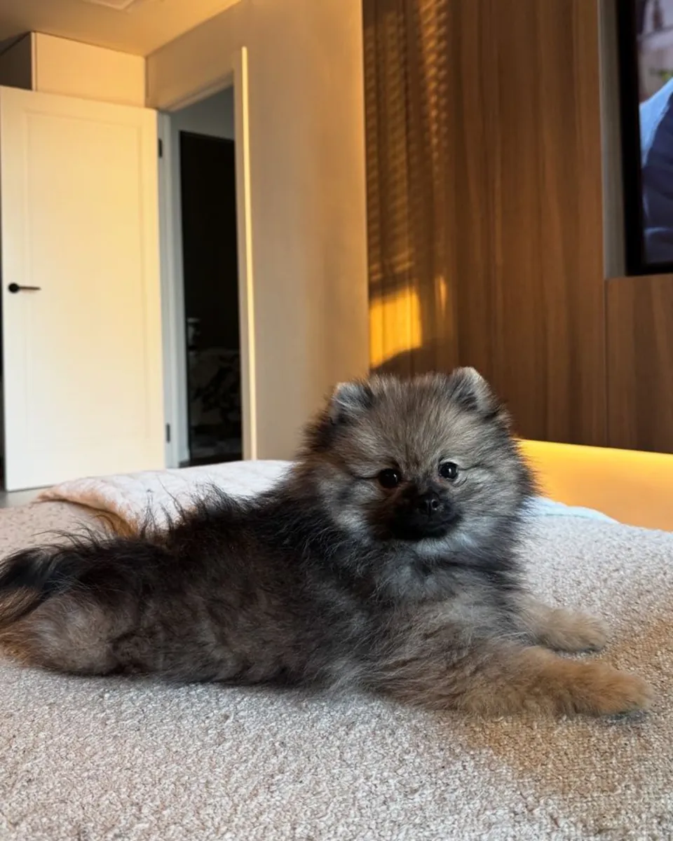 Померанский шпиц на продажу в Анкаре | Милые и игривые