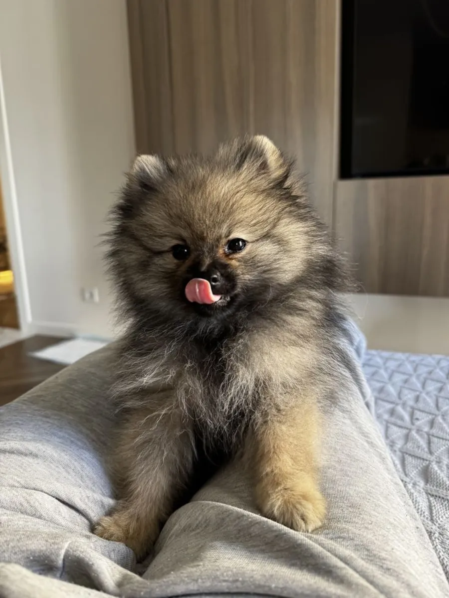Померанский шпиц на продажу в Анкаре | Милые и игривые