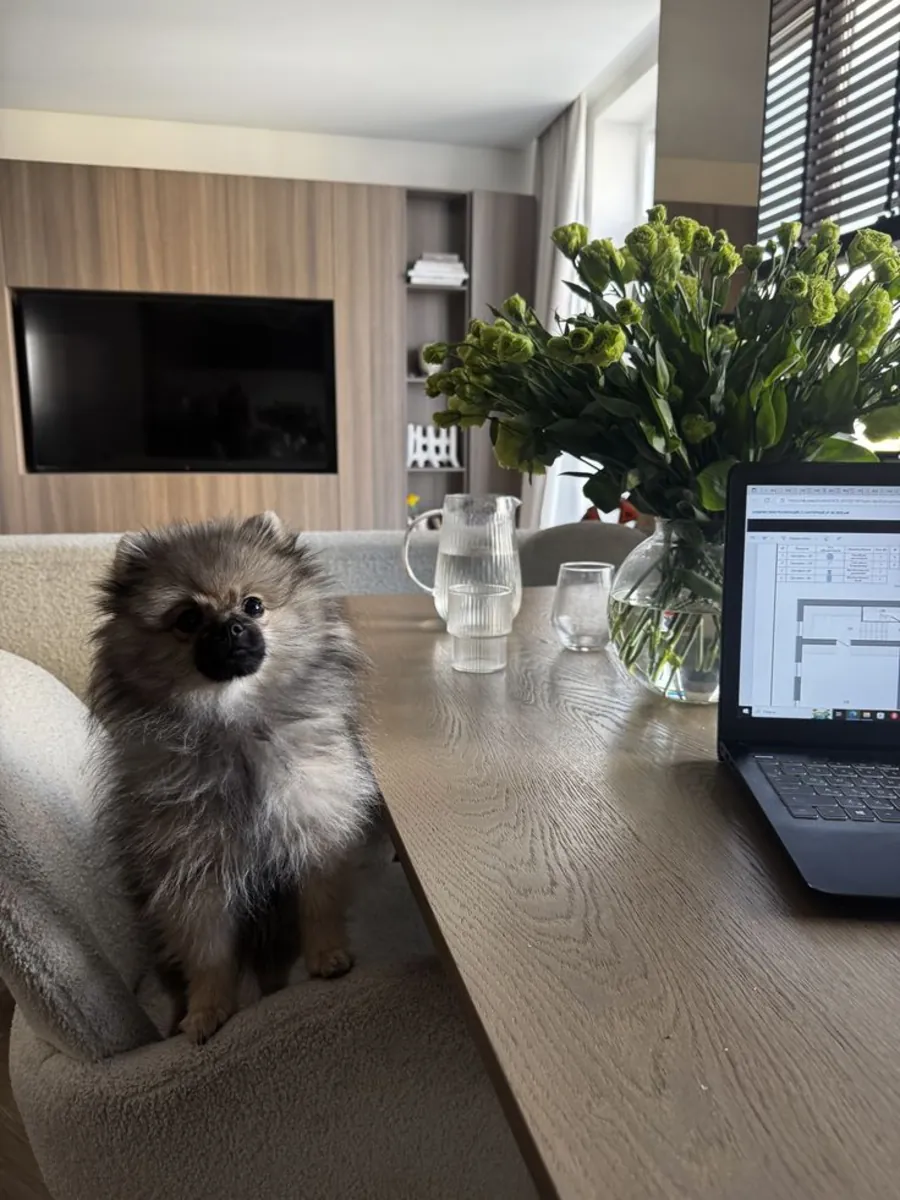 Померанский шпиц на продажу в Анкаре | Милые и игривые