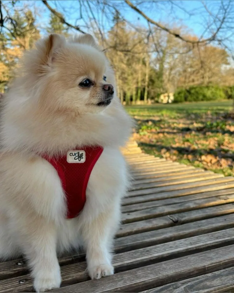 Poméranien à vendre à Izmir | Chien de compagnie de petite race