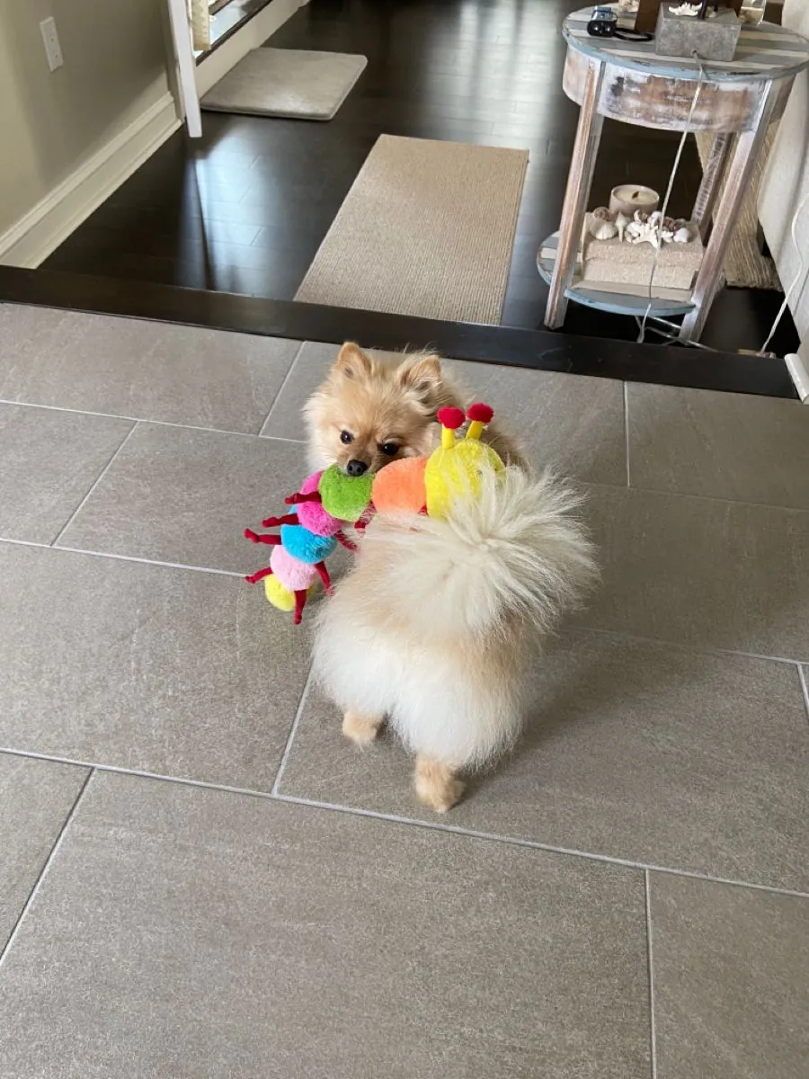 Poméranien à vendre à Izmir | Chien de compagnie de petite race