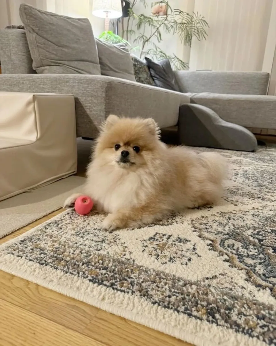 Poméranien à vendre à Izmir | Chien de compagnie de petite race