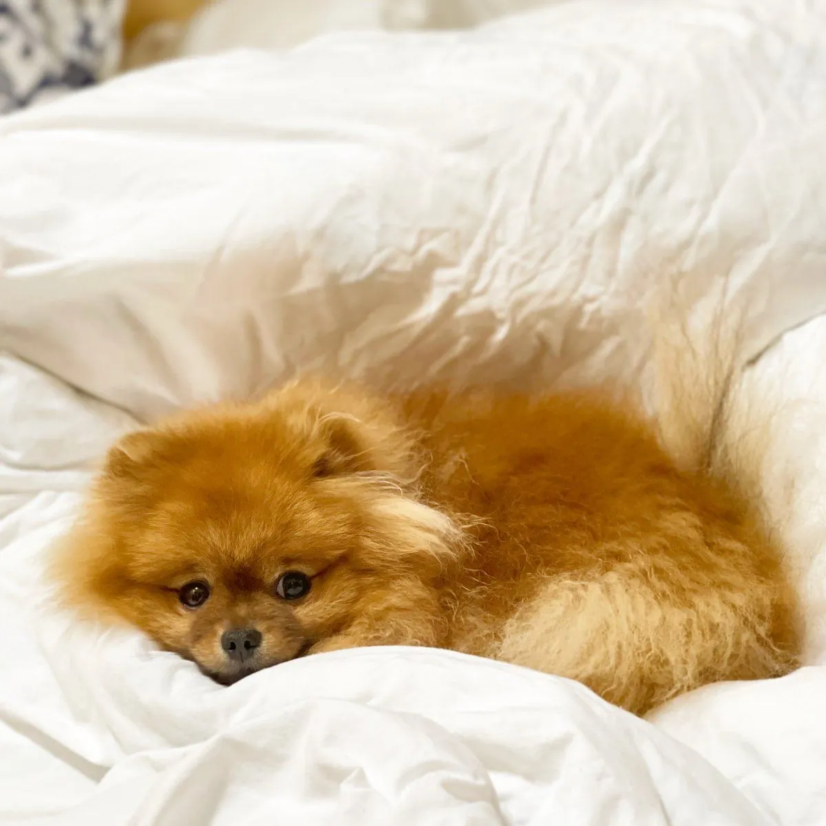 Pomerania en venta en Bursa | Sano y bien cuidado