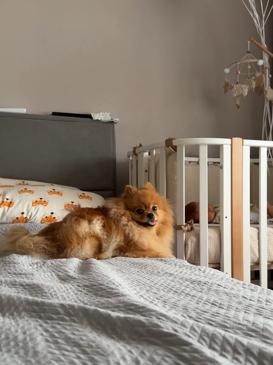 Pomerania en venta en Bursa | Sano y bien cuidado