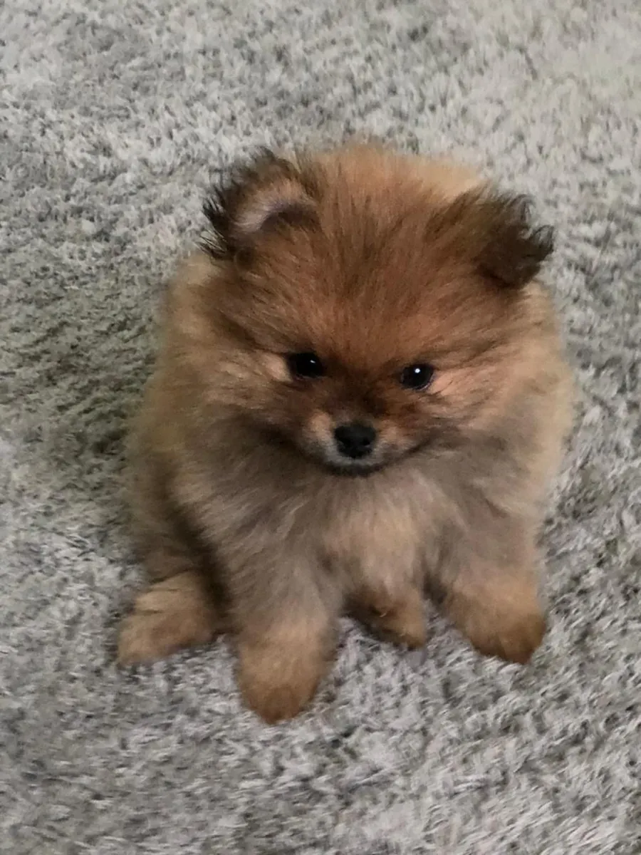 安塔利亚出售博美犬 | 适合家庭饲养