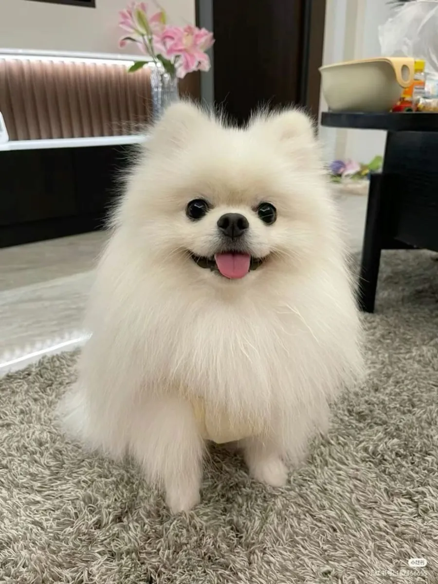 Продажа пуделей в Эскишехире | Миниатюрные/игрушечные пудели