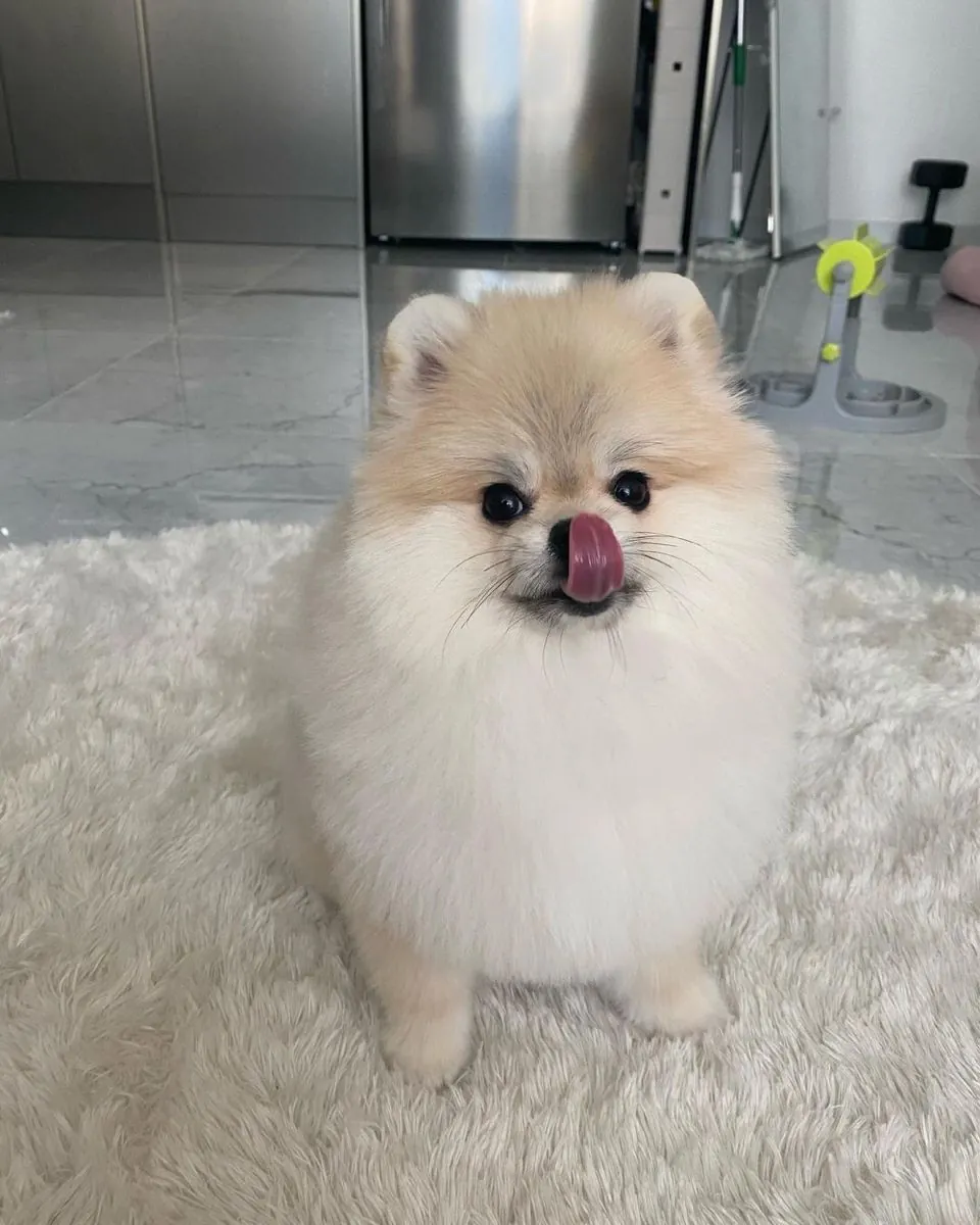 Poodle Satılık Sakarya | Eğitime Uygun