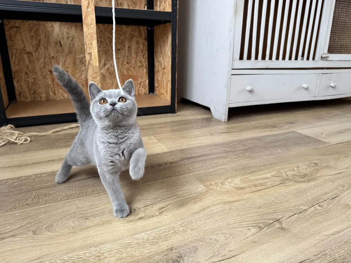 British Shorthair