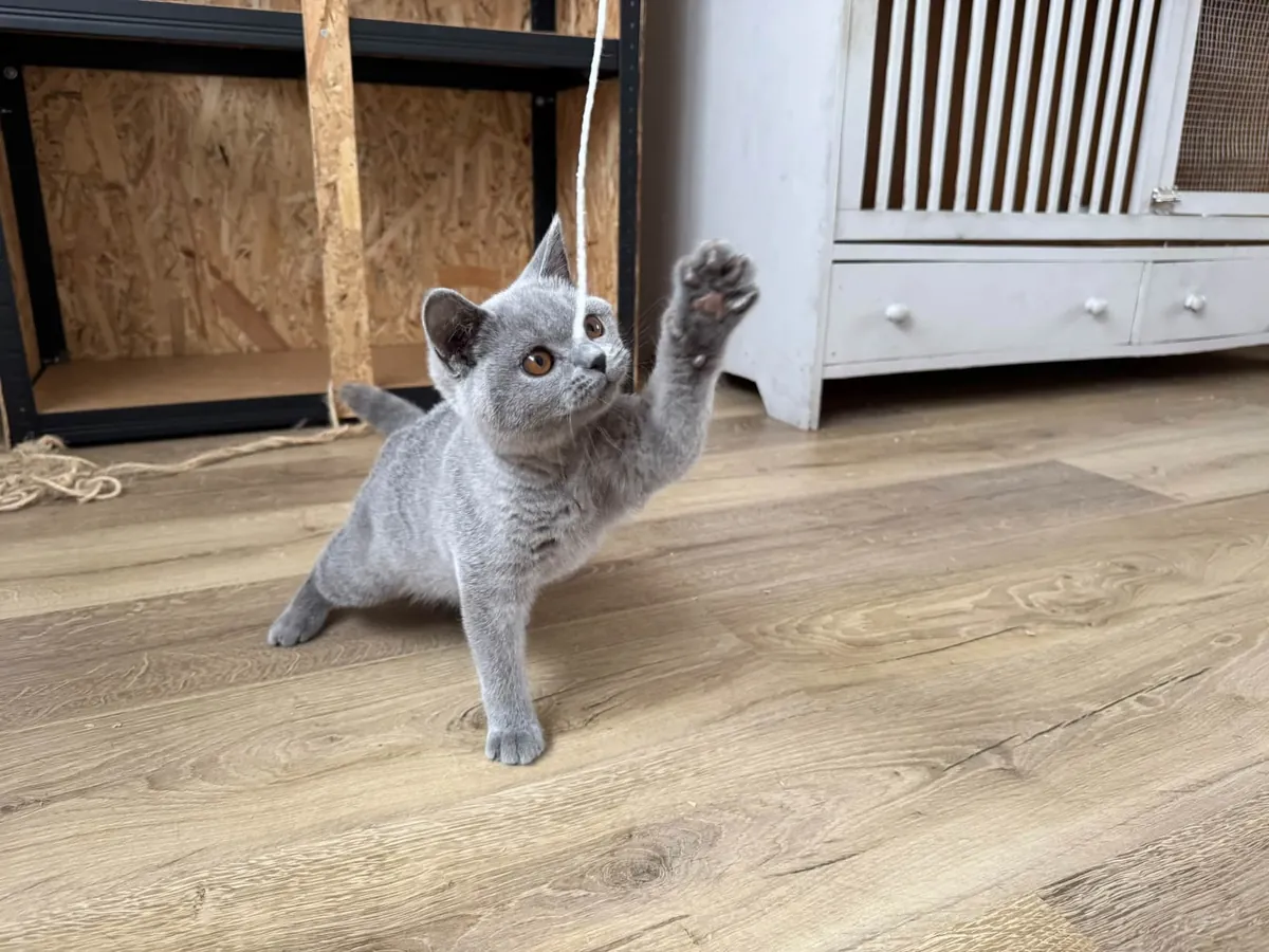 British Shorthair