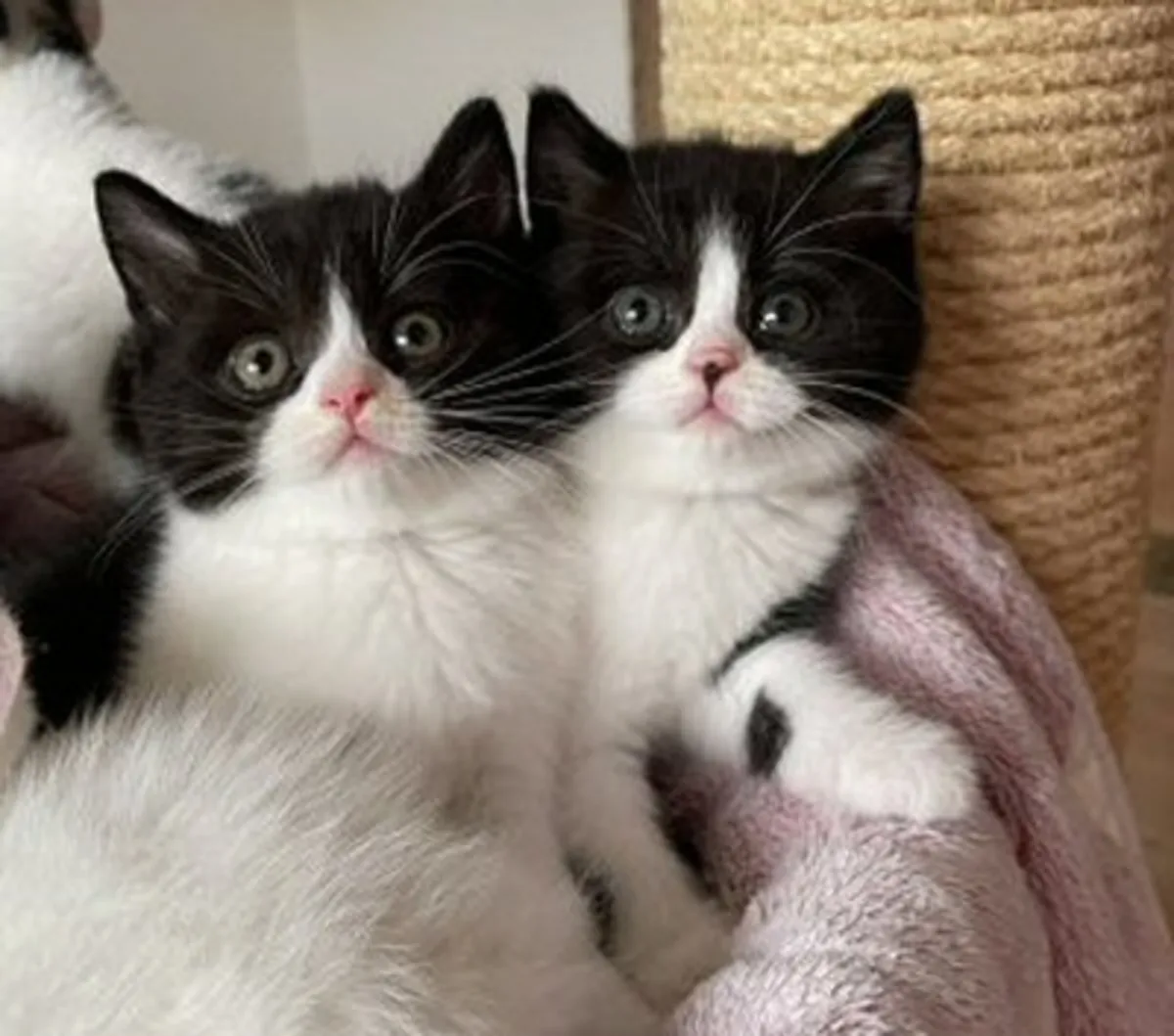 British Shorthair à Tarragone