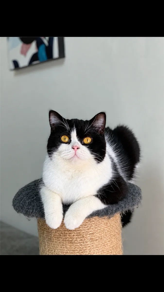 British Shorthair à Tarragone