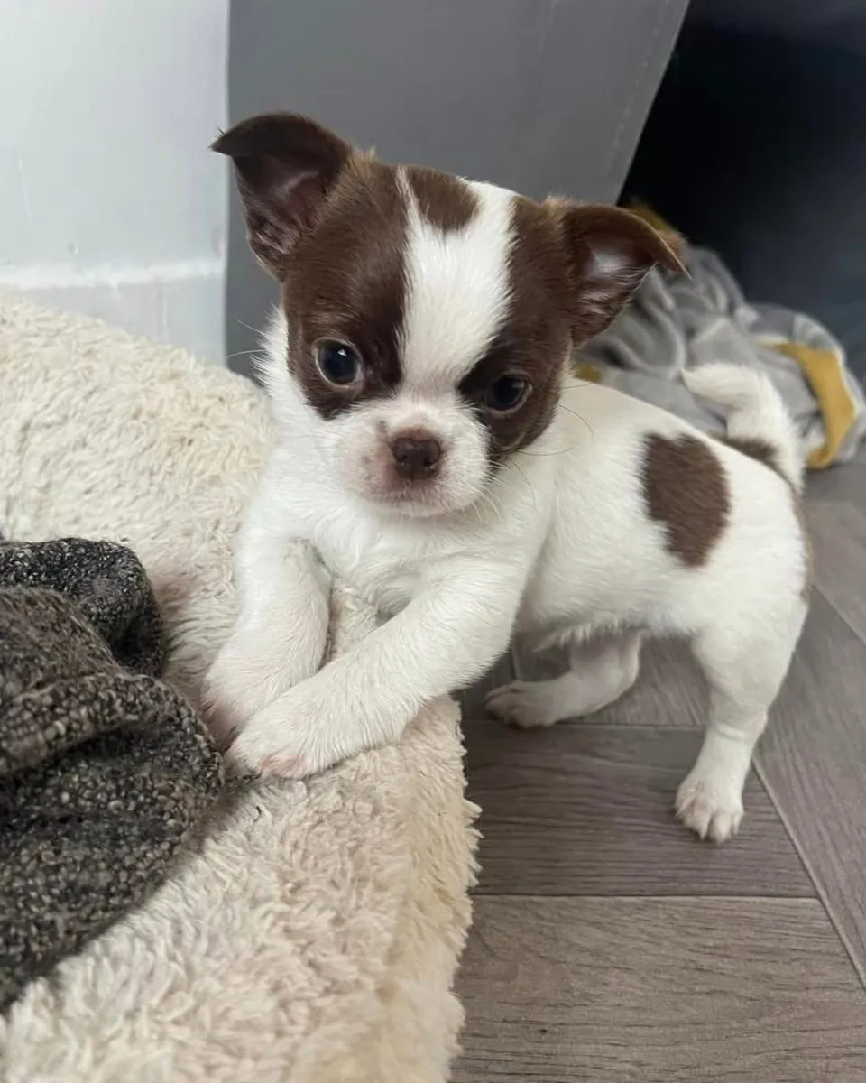 Chihuahua 